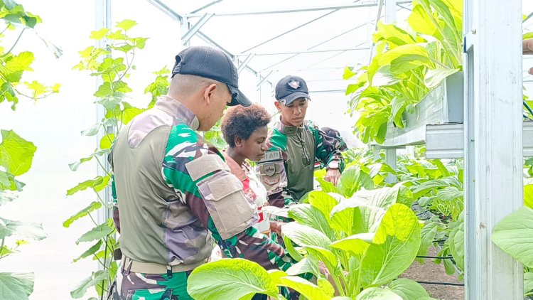 Satgas Yonif 122/TS Ajarkan Warga Papua Teknik Panen dan Budidaya Sayuran dengan Program Green House