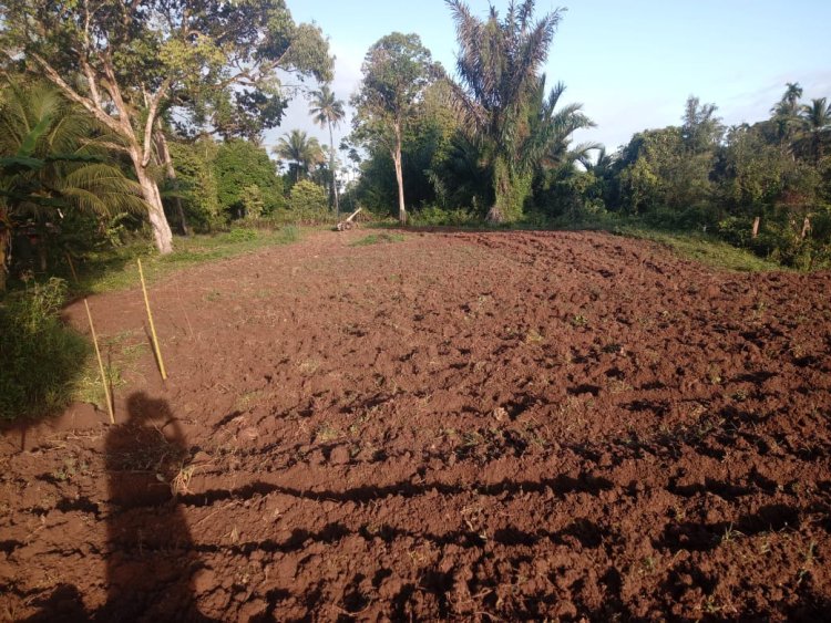 KWT Gampong Ladang Buka Lahan Pertanian untuk Budidaya Bawang Merah