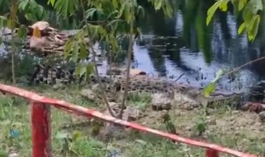 Buaya Muncul di Sungai Rokan, BKSDA Riau Imbau Masyarakat Hindari Aktivitas di Sungai
