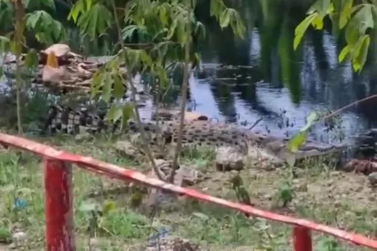 Buaya Muncul di Sungai Rokan, BKSDA Riau Imbau Masyarakat Hindari Aktivitas di Sungai