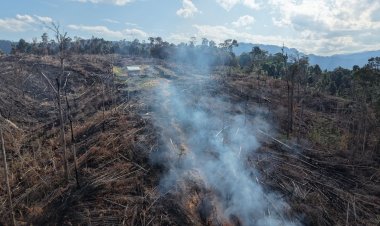 Pelaku Pembakaran Lahan di Hutan Produksi Terbatas Tanjung Medan Ditangkap