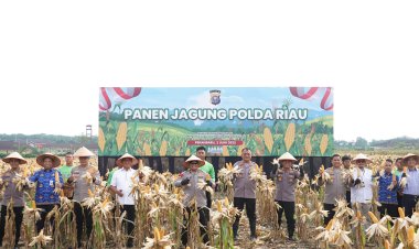 Dukung Swasembada Pangan 2025, Polda Riau Kembali Panen Jagung