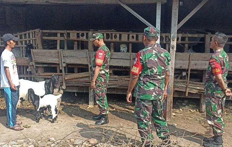 Babinsa Dampingi Ternak Kambing Warga Kalijambe untuk Ketahanan Pangan