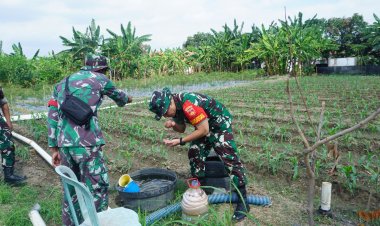 TMMD 125 Kodim Surakarta Fokus Ketahanan Pangan, Dansatgas Tinjau Penanaman Jagung