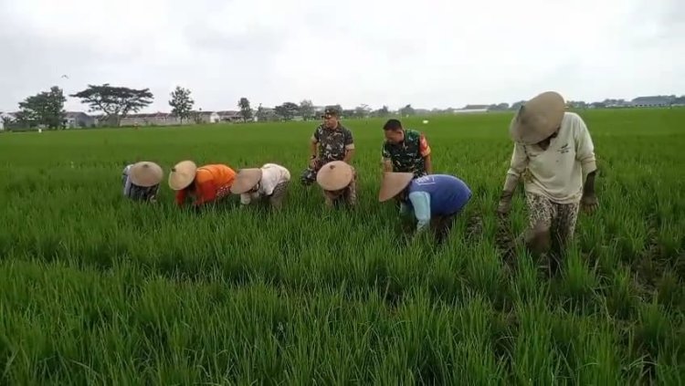 Babinsa Sragen Turun ke Sawah, Bantu Petani Bersihkan Gulma