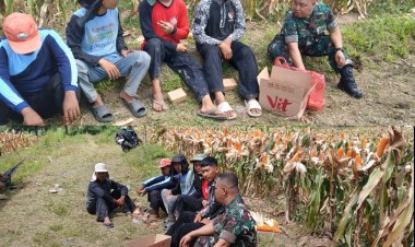 Babinsa Boyolali Bantu Panen Jagung, Dorong Ketahanan Pangan