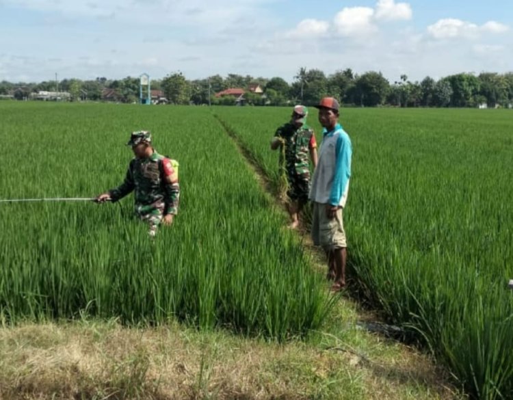Babinsa Sragen Dampingi Petani Semprot Insektisida Antisipasi Hama
