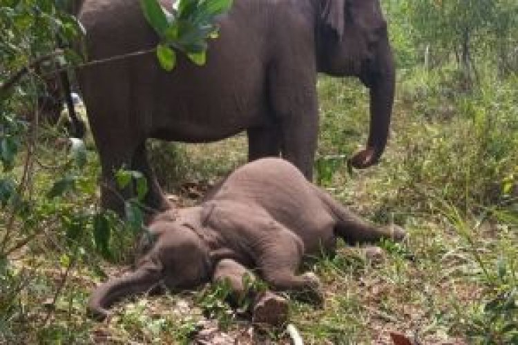 Misteri Kematian Gajah Sumatera di TNTN, Virus EEHV Jadi Ancaman