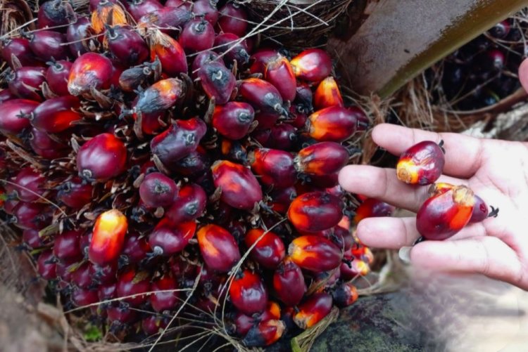 Harga Sawit Plasma Riau Turun ke Rp3.469 per Kg