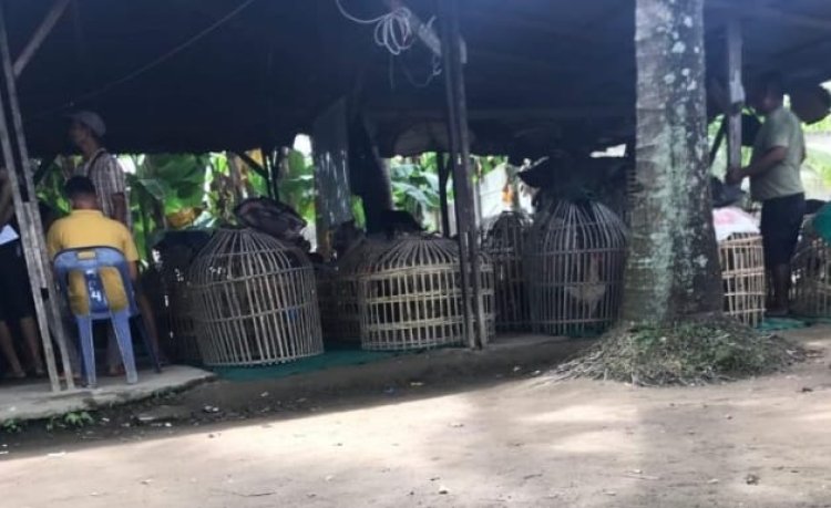 Arena Judi Marelan Diduga Bebas Beroperasi Tiap Akhir Pekan