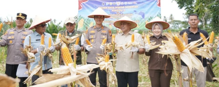 Panen Jagung Banjar Guntung 2026 Perkuat Ketahanan Pangan