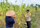 Polsek Merbau Kawal Ketahanan Pangan, Pantau Lahan Jagung Warga